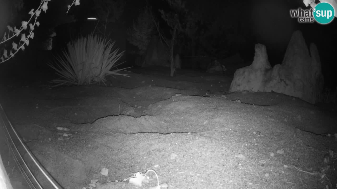 Zoo Ljubljana – Live webcam Meerkat (Suricata)