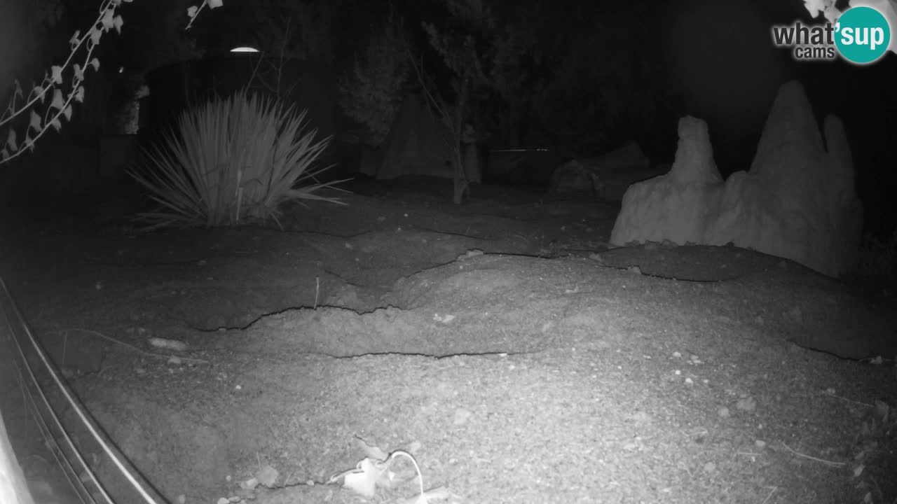 Zoo Ljubljana – Live webcam Meerkat (Suricata)