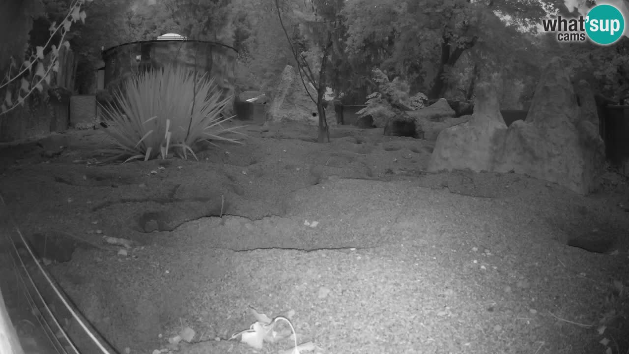 Webcam live Zoo Ljubljana – Suricata