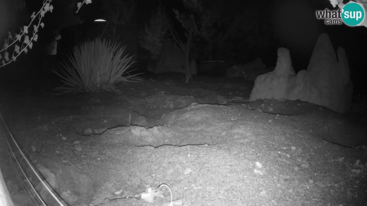 Zoo Ljubljana – Live webcam Meerkat (Suricata)