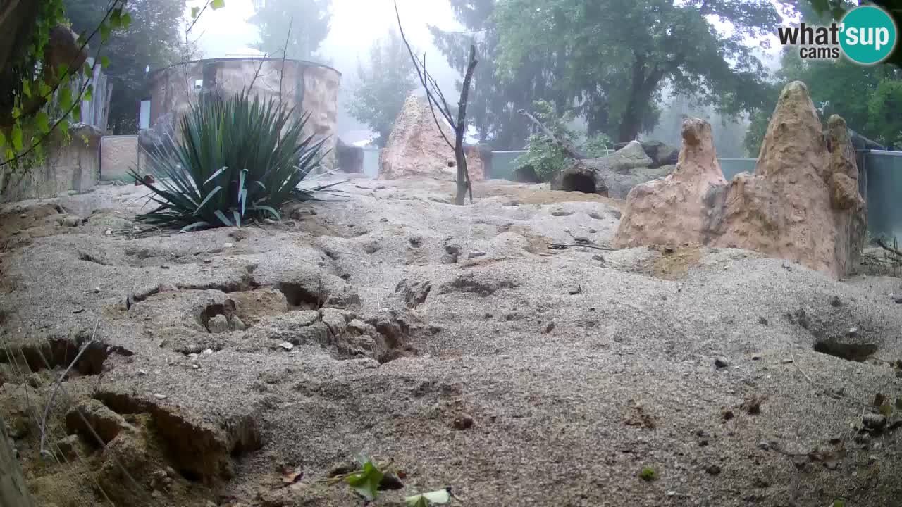 Zoo Ljubljana – Meerkat (Suricata)