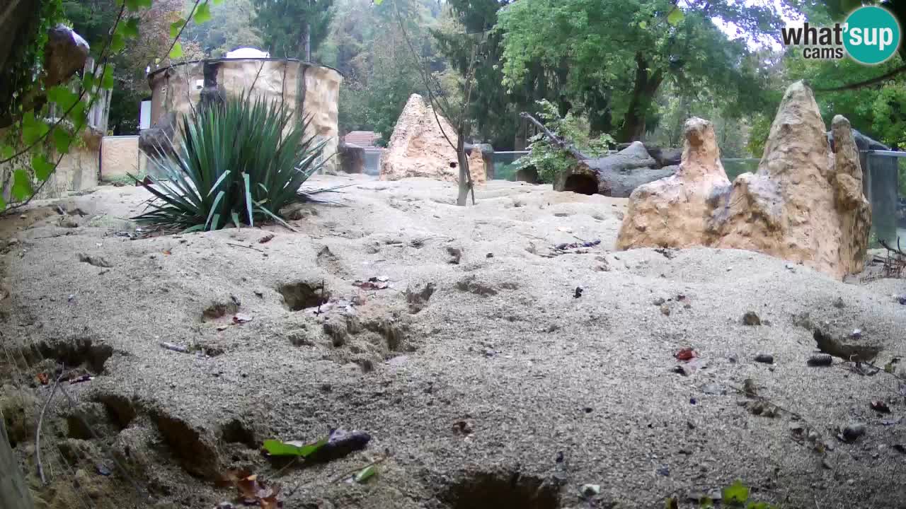 Zoo Ljubljana – Live webcam Meerkat (Suricata)