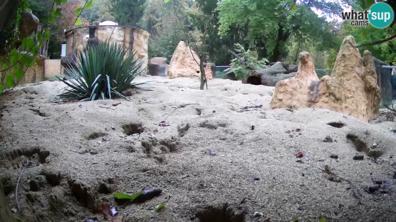 Zoo Ljubljana – Live webcam Meerkat (Suricata)