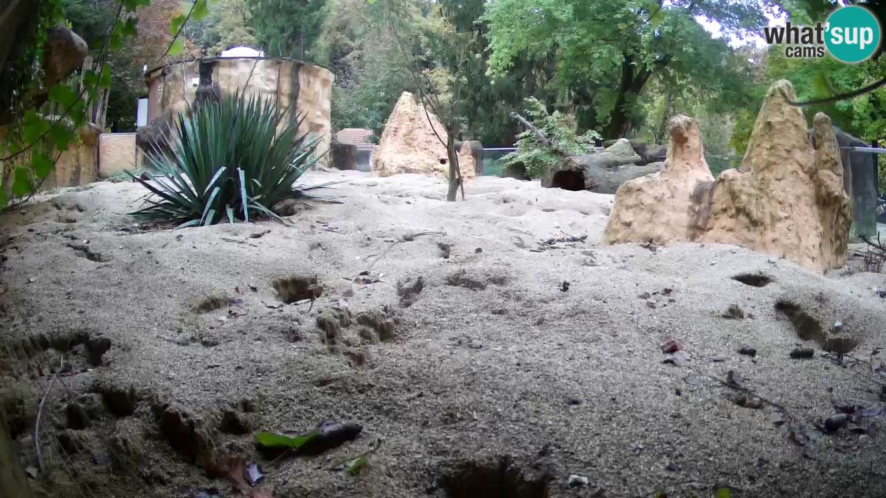 Webcam Zoo Ljubljana – Suricate