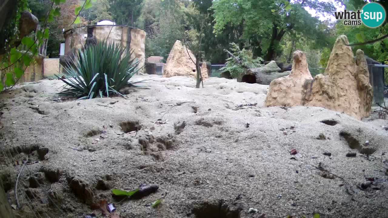 Zoo Ljubljana – Live webcam Meerkat (Suricata)