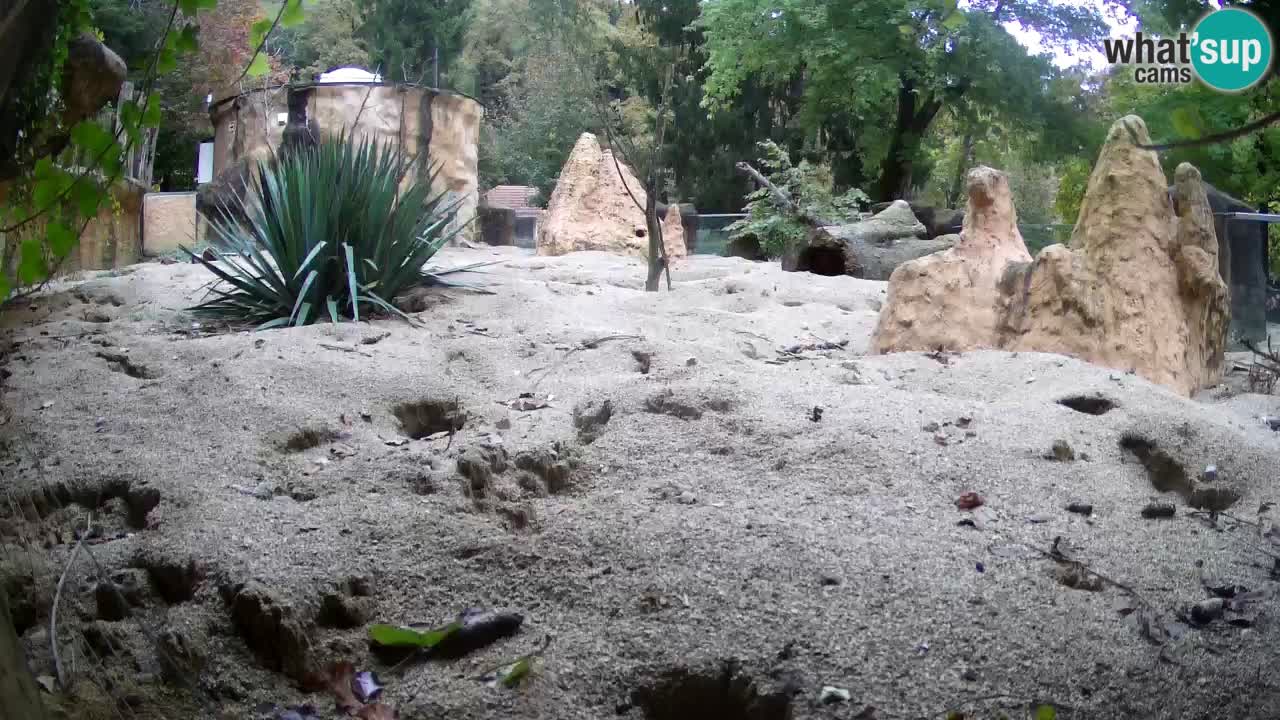 Webcam Zoo Ljubljana – Suricate