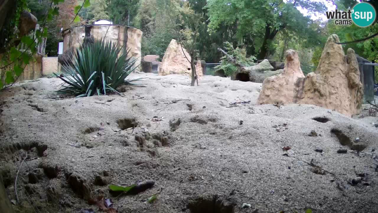 Zoo Ljubljana – Meerkat (Suricata)