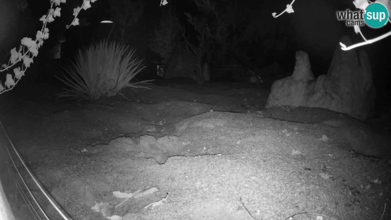 Webcam Zoo Ljubljana – Suricate