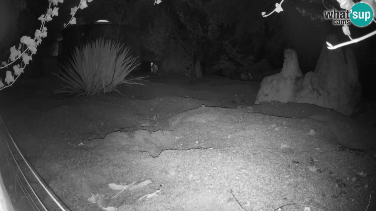 Zoo Ljubljana – Live webcam Meerkat (Suricata)