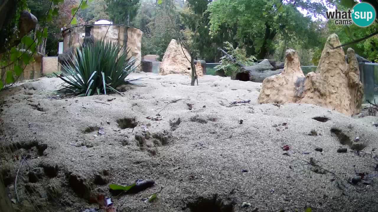 Webcam Zoo Ljubljana – Suricate