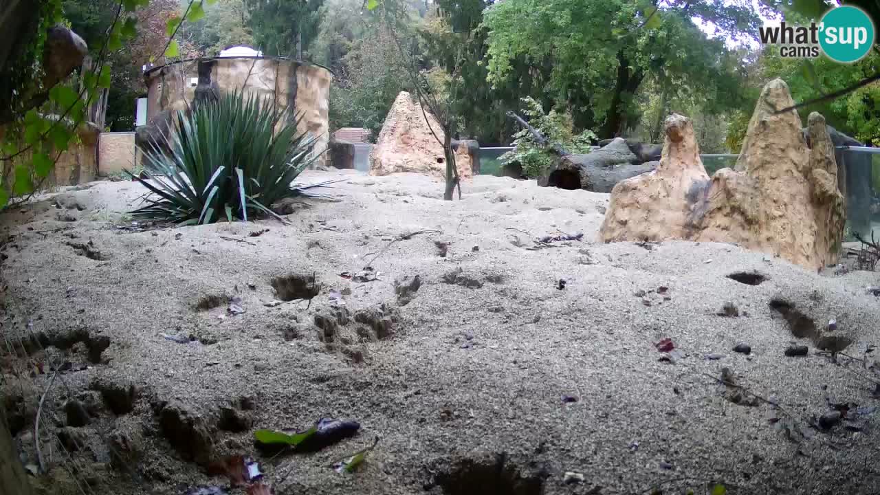 Webcam live Zoo Ljubljana – Suricata