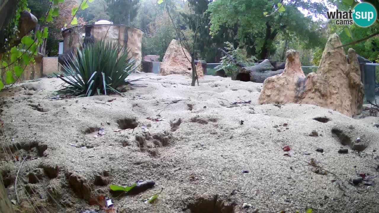 Zoo Ljubljana – Live webcam Meerkat (Suricata)