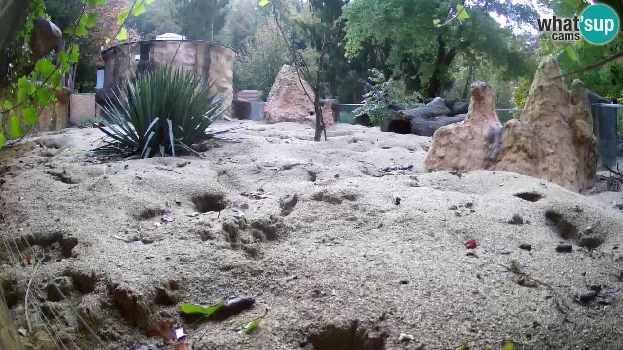 Zoo Ljubljana – Meerkat (Suricata)