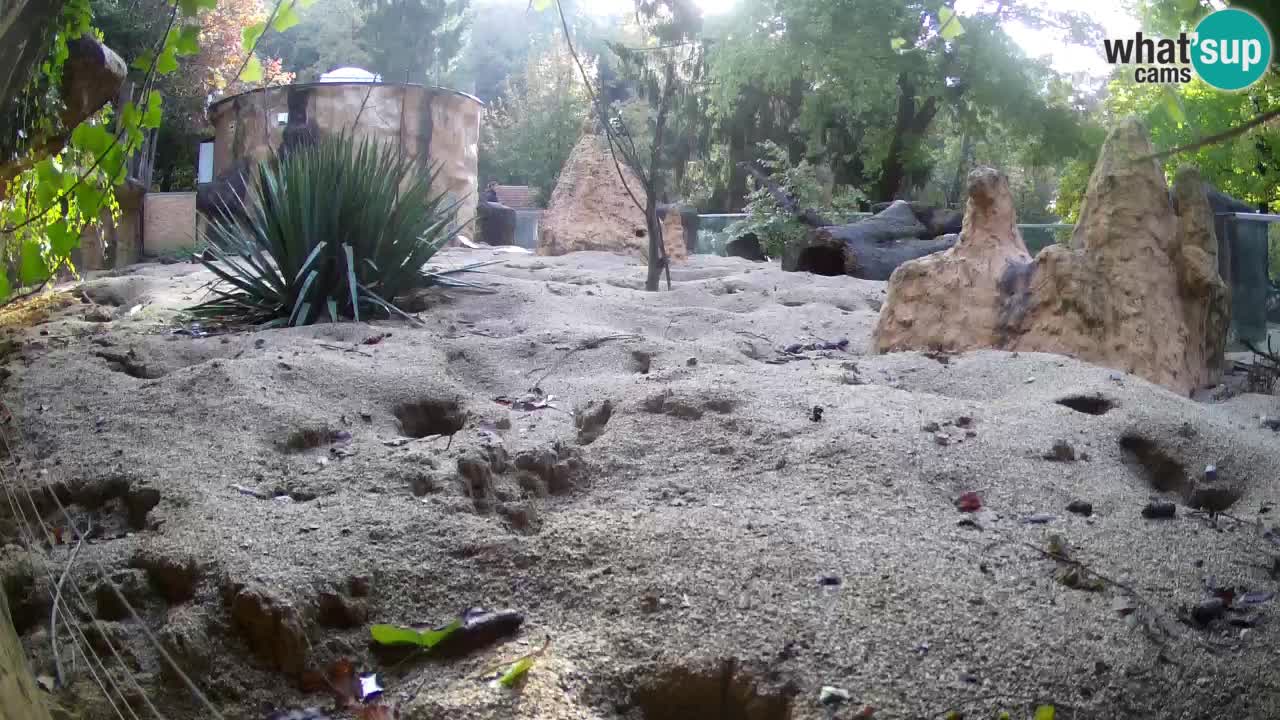 Live cam Zoo Ljubljana – Erdmännchen