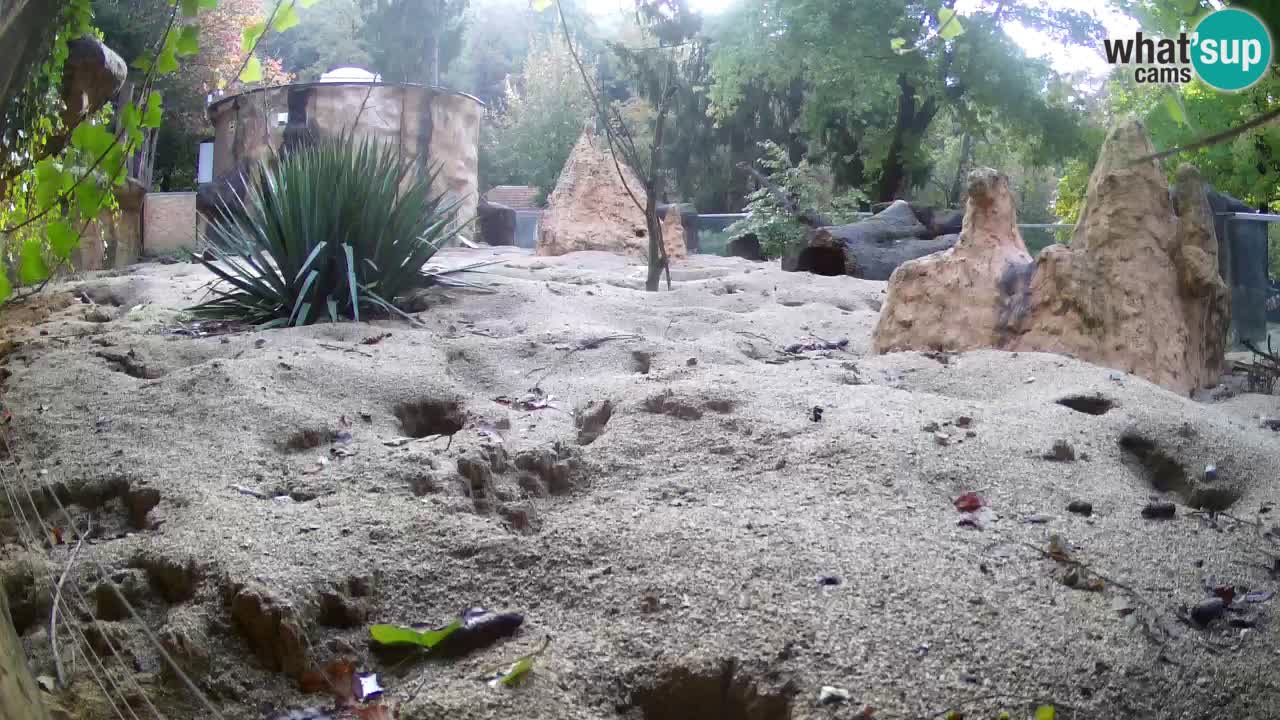 Live cam Zoo Ljubljana – Erdmännchen