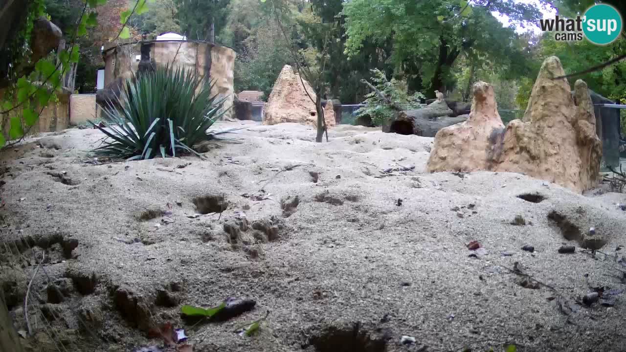 Webcam live Zoo Ljubljana – Suricata