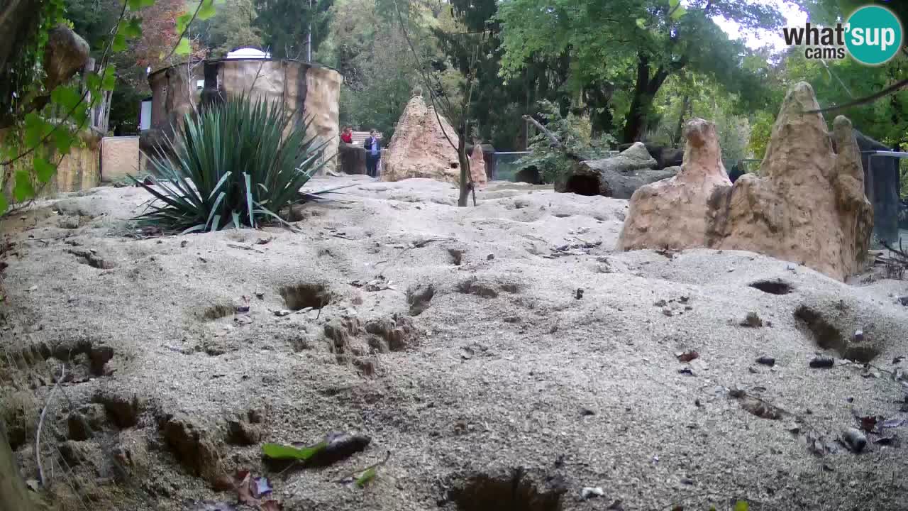 Zoo Ljubljana – Meerkat (Suricata)