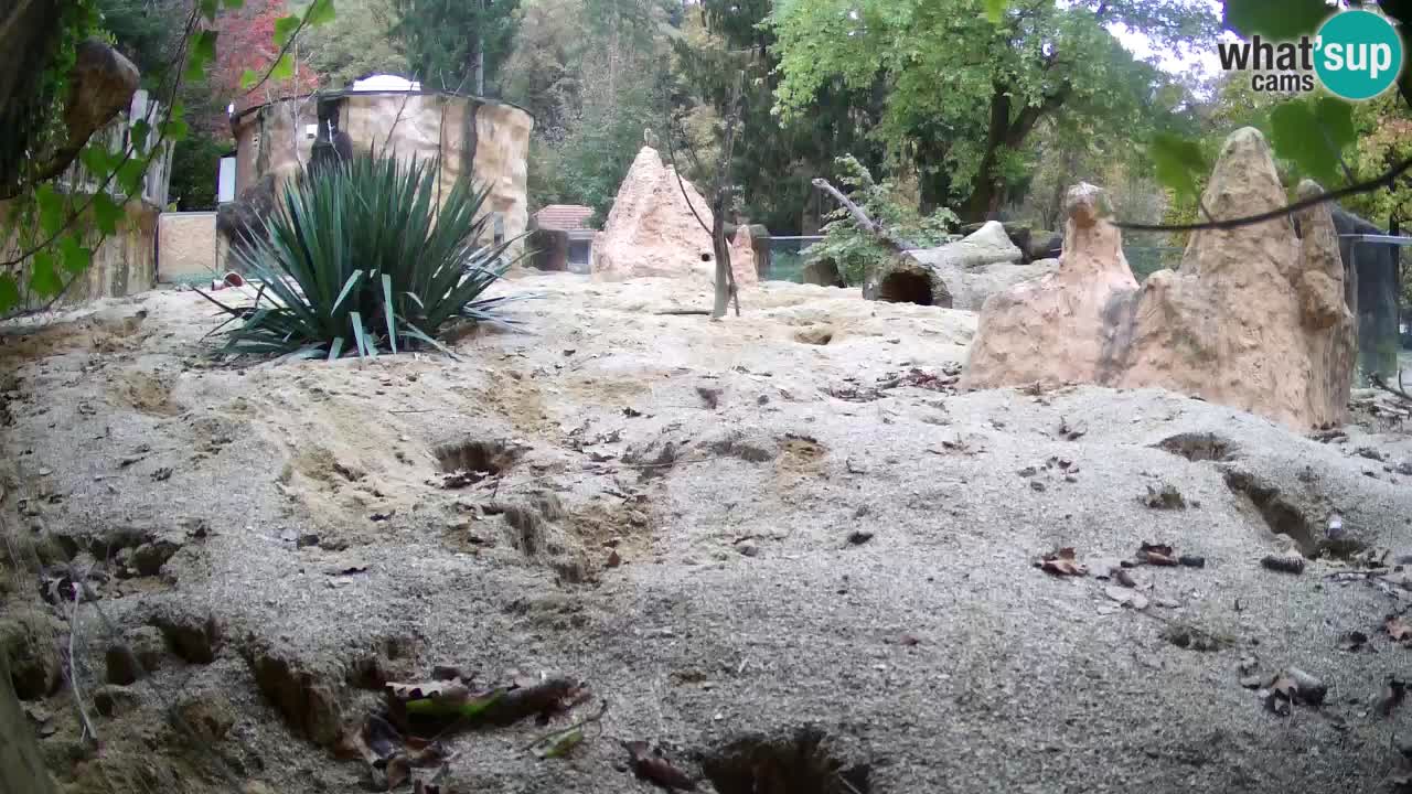 Zoo Ljubljana – Live webcam Meerkat (Suricata)