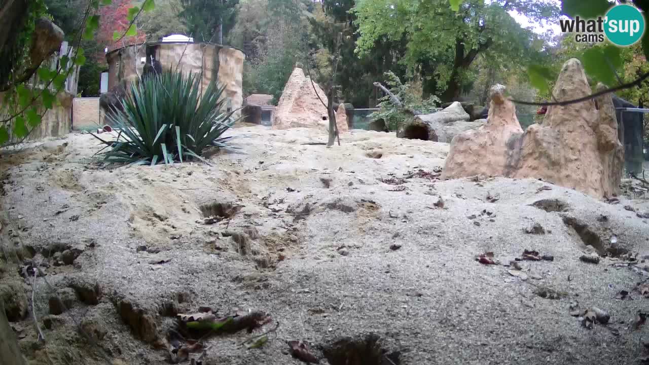 Webcam live Zoo Ljubljana – Suricata