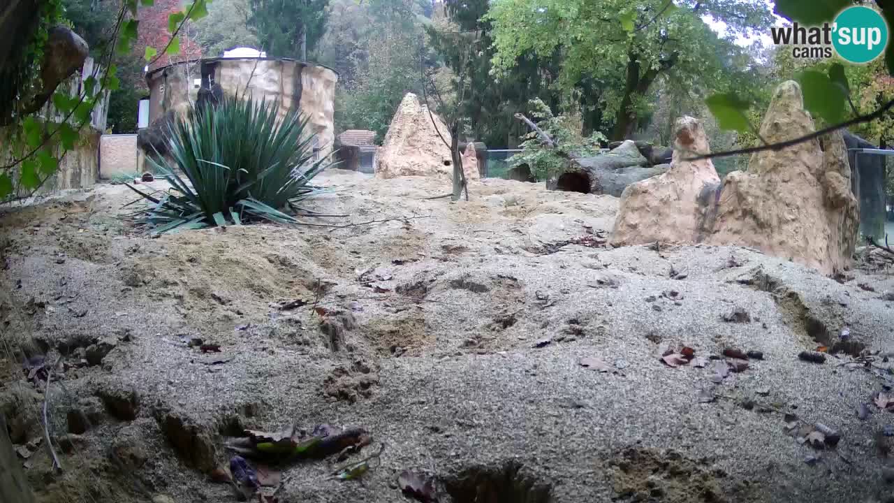 Zoo Ljubljana – Meerkat (Suricata)