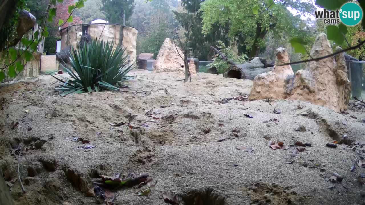 Zoo Ljubljana – Meerkat (Suricata)