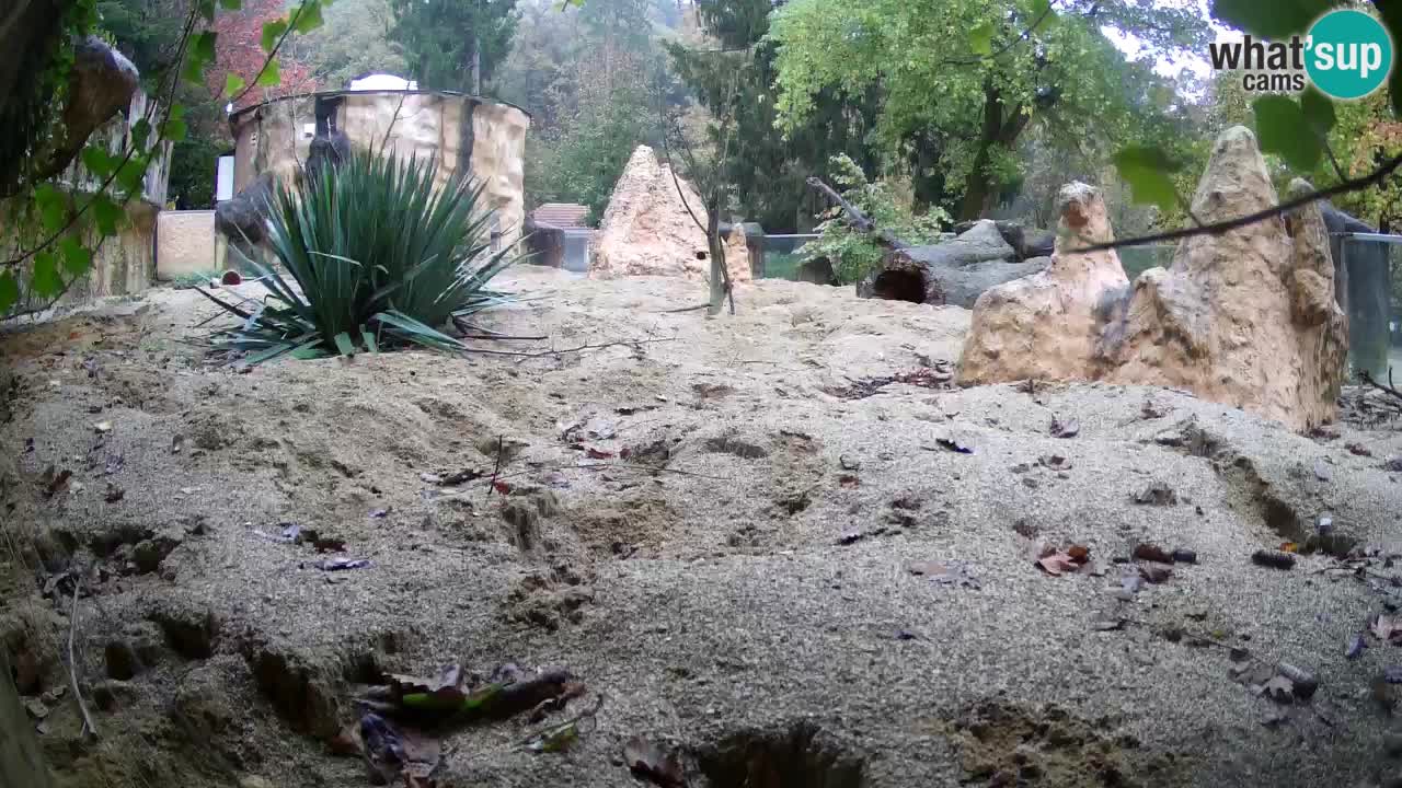 Live cam Zoo Ljubljana – Erdmännchen