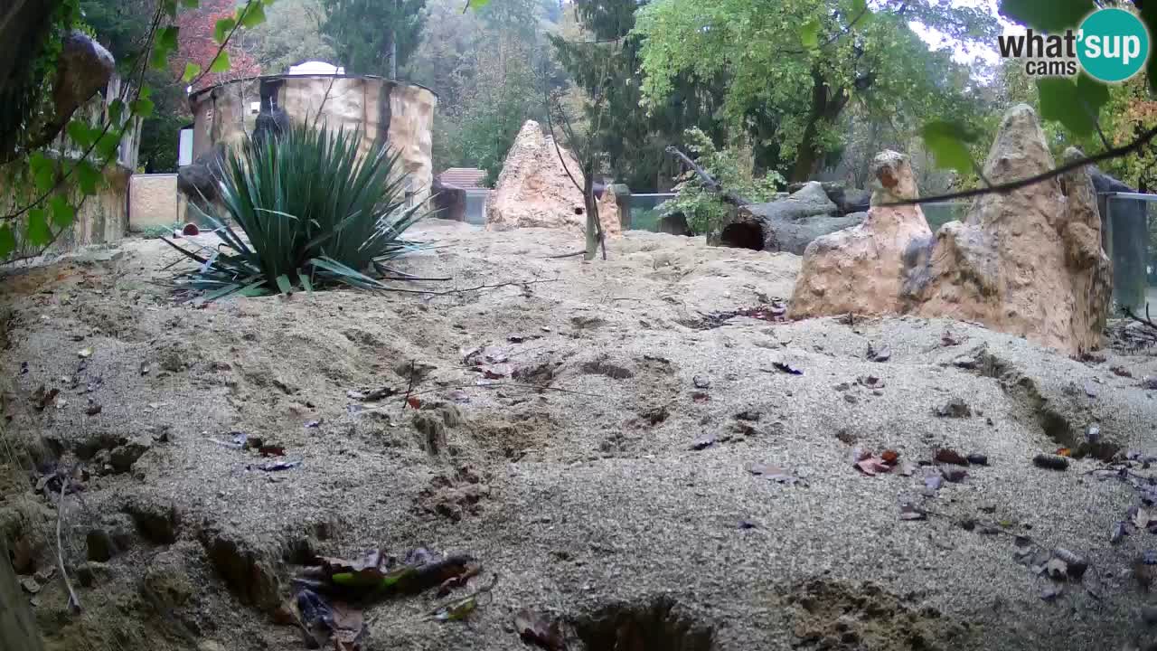 Zoo Ljubljana – Live webcam Meerkat (Suricata)