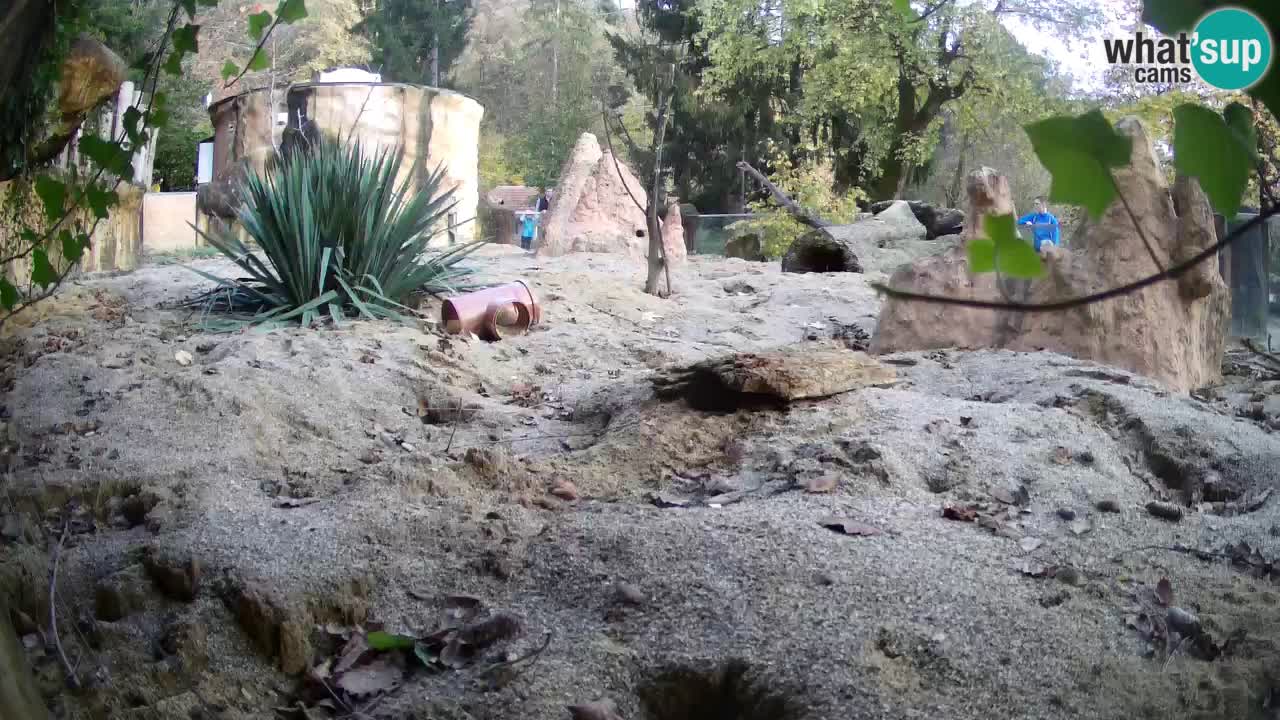 Webcam live Zoo Ljubljana – Suricata