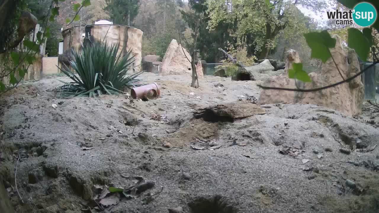 Zoo Ljubljana – Meerkat (Suricata)