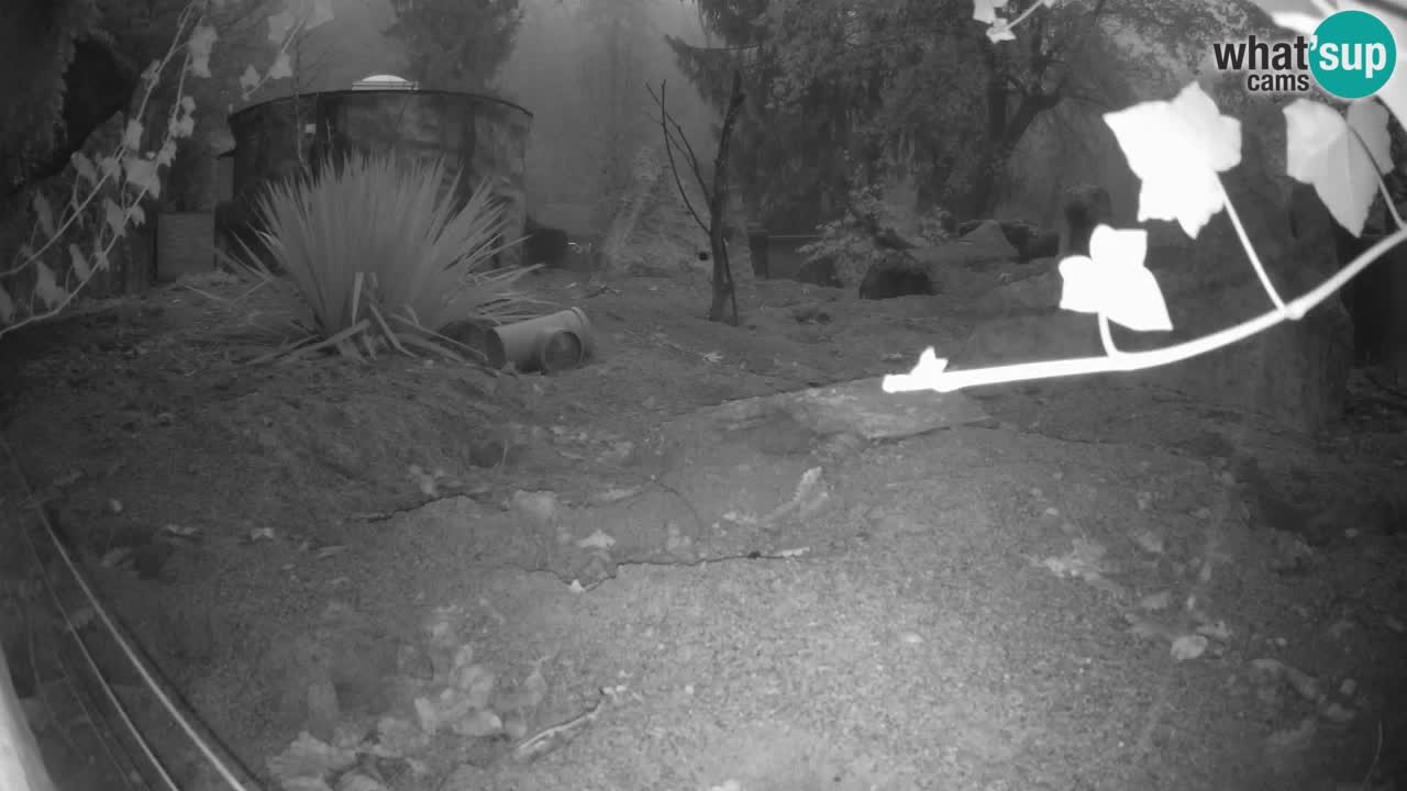 Webcam live Zoo Ljubljana – Suricata