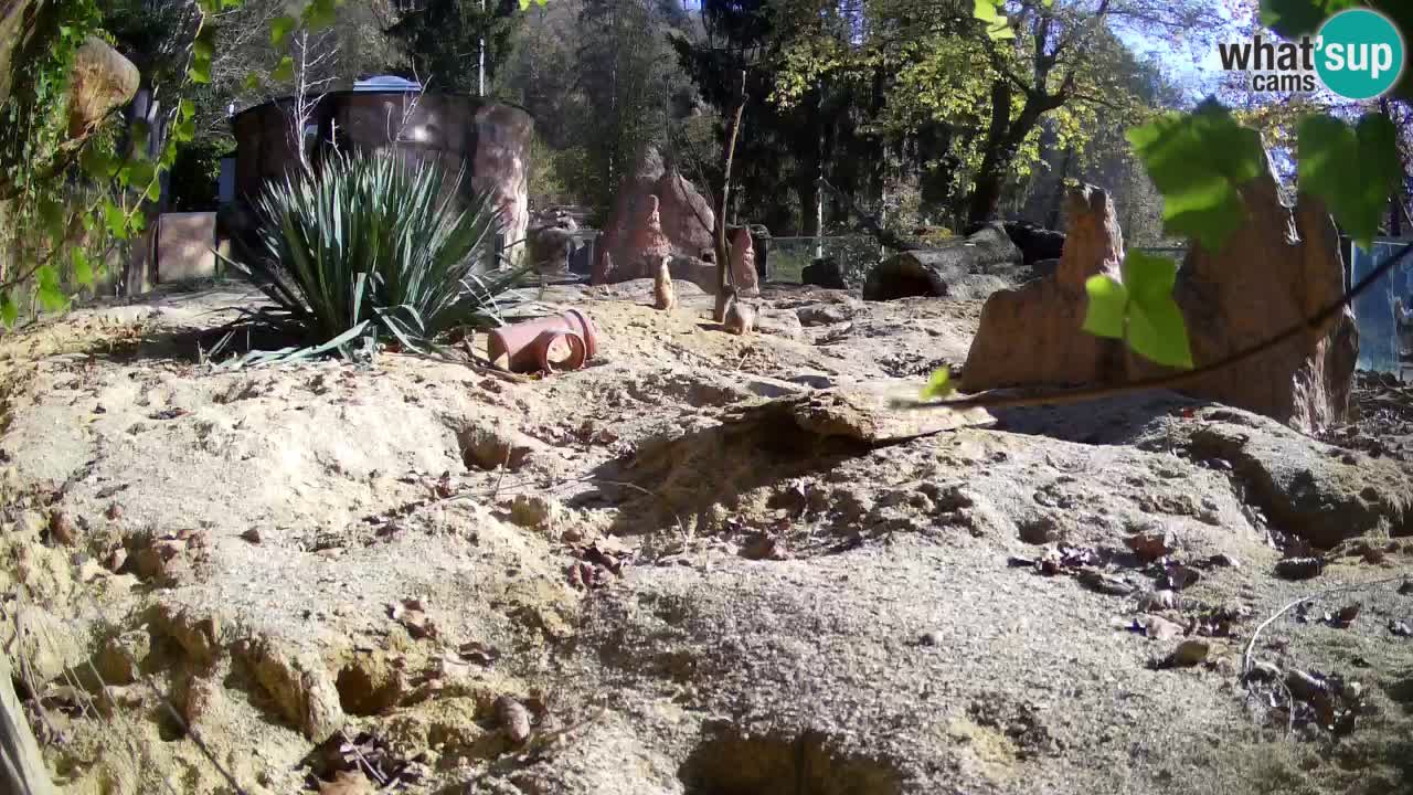 Live cam Zoo Ljubljana – Erdmännchen