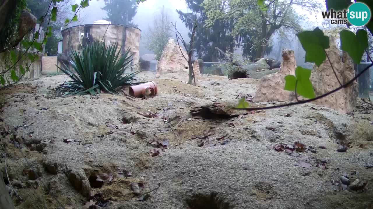 Webcam Zoo Ljubljana – Suricate