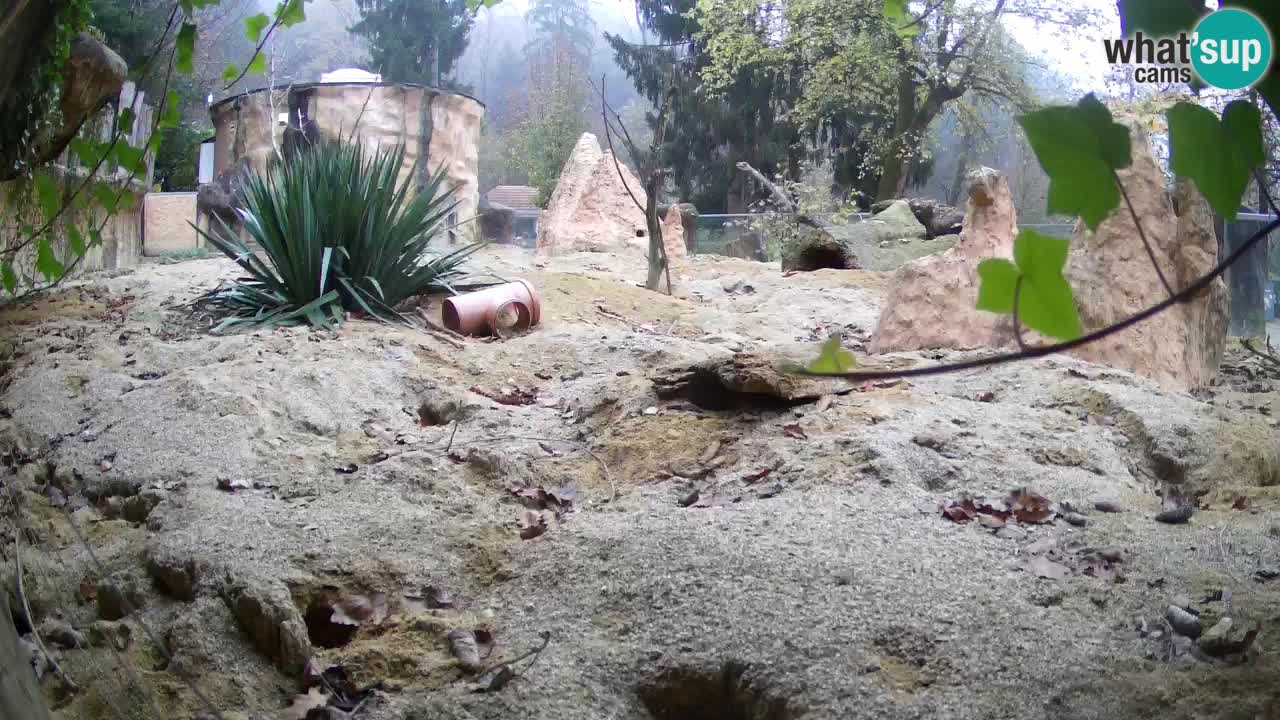 Live cam Zoo Ljubljana – Erdmännchen