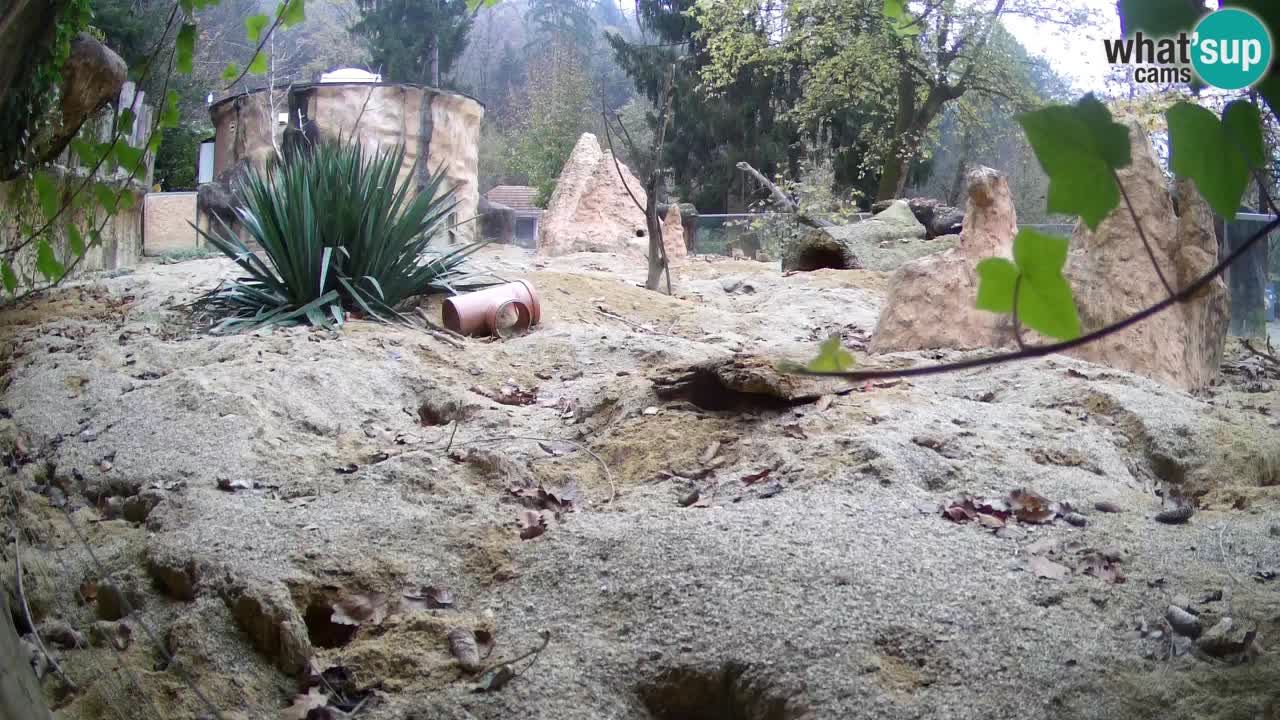 Webcam Zoo Ljubljana – Suricate