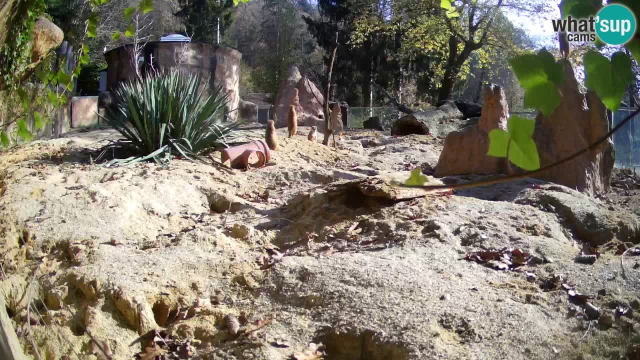 Webcam Zoo Ljubljana – Suricate