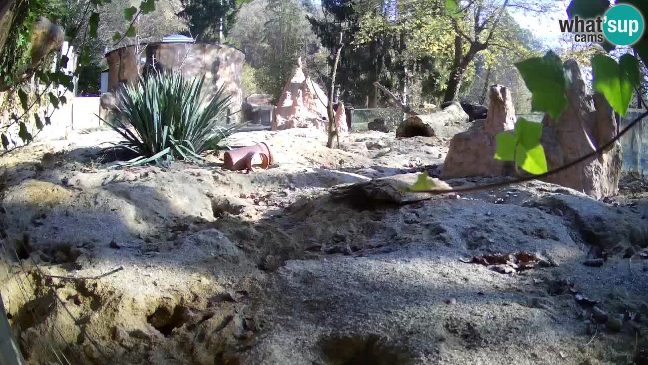 Zoo Ljubljana – Live webcam Meerkat (Suricata)