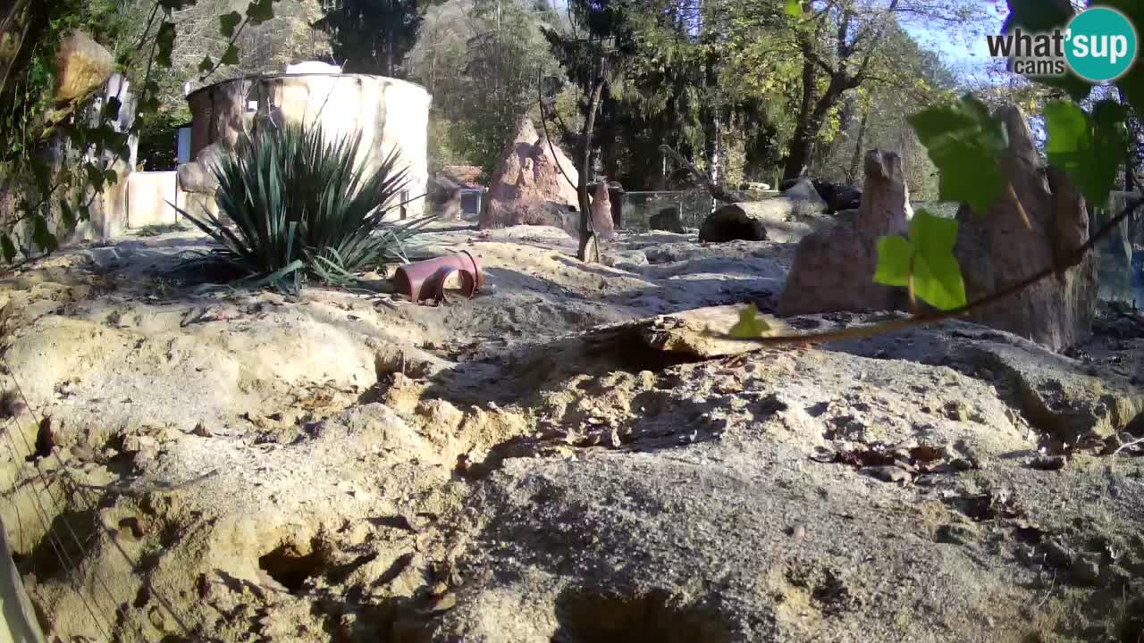 Webcam Zoo Ljubljana – Suricate