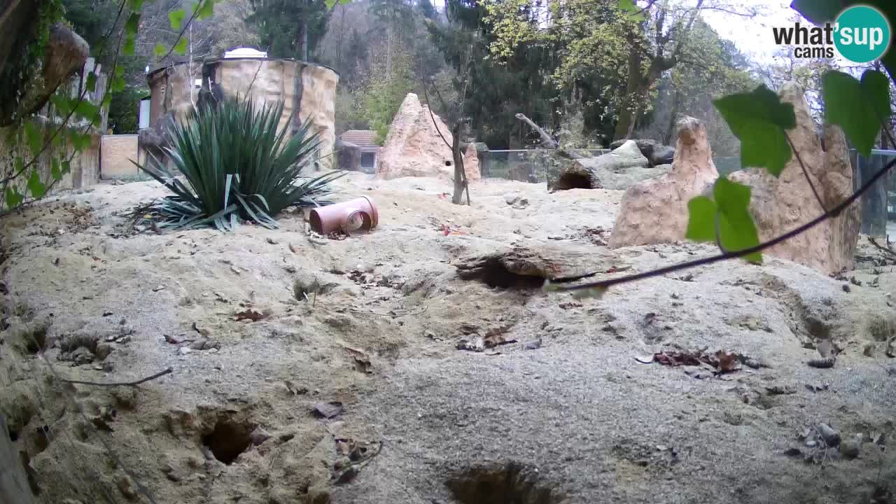 Webcam live Zoo Ljubljana – Suricata