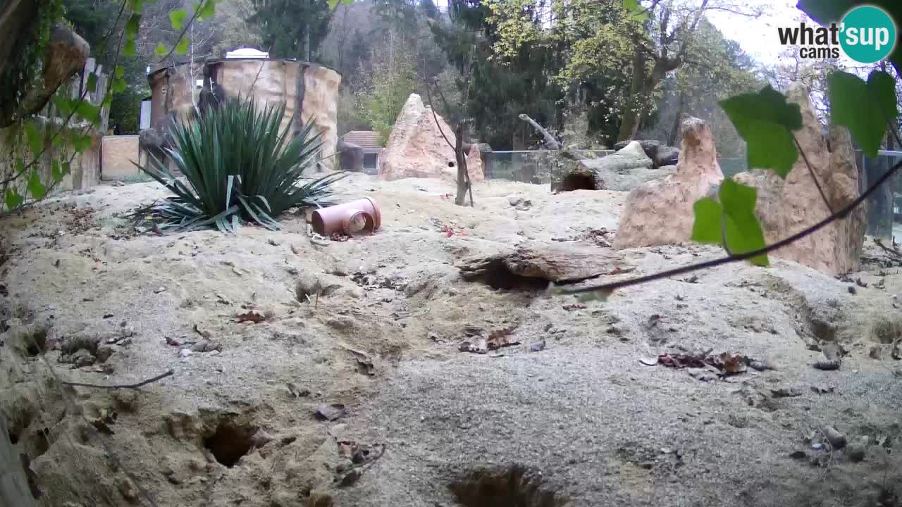 Webcam live Zoo Ljubljana – Suricata