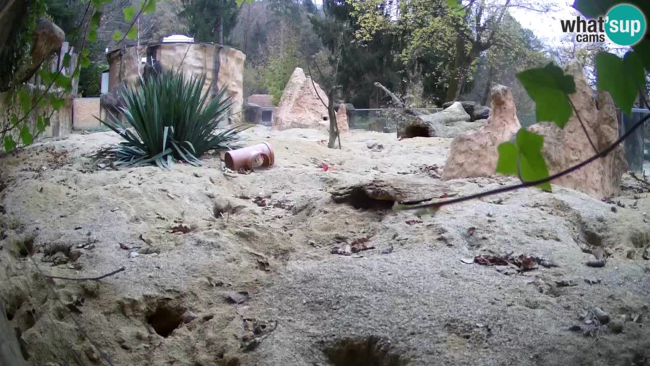 Zoo Ljubljana – Live webcam Meerkat (Suricata)