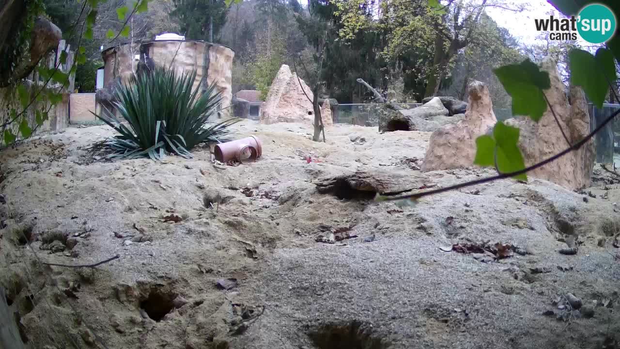 Zoo Ljubljana – Meerkat (Suricata)