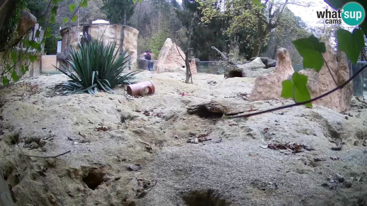 Webcam live Zoo Ljubljana – Suricata