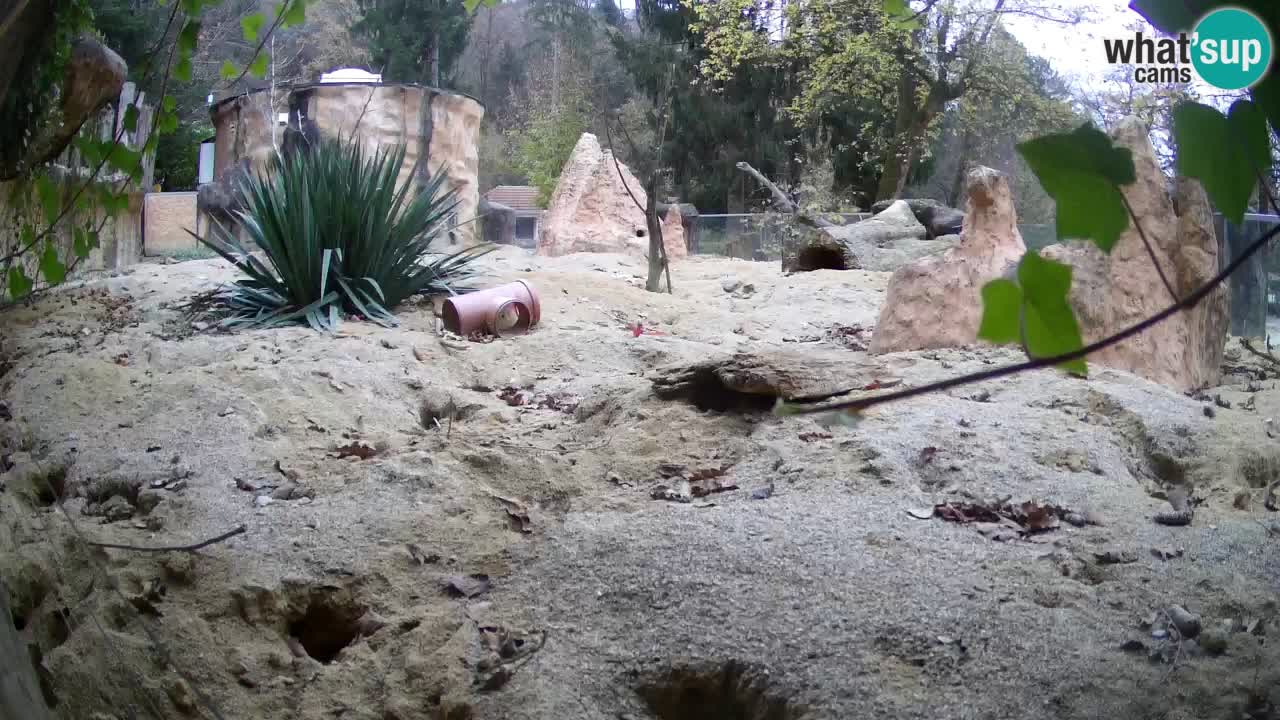 Zoo Ljubljana – Meerkat (Suricata)