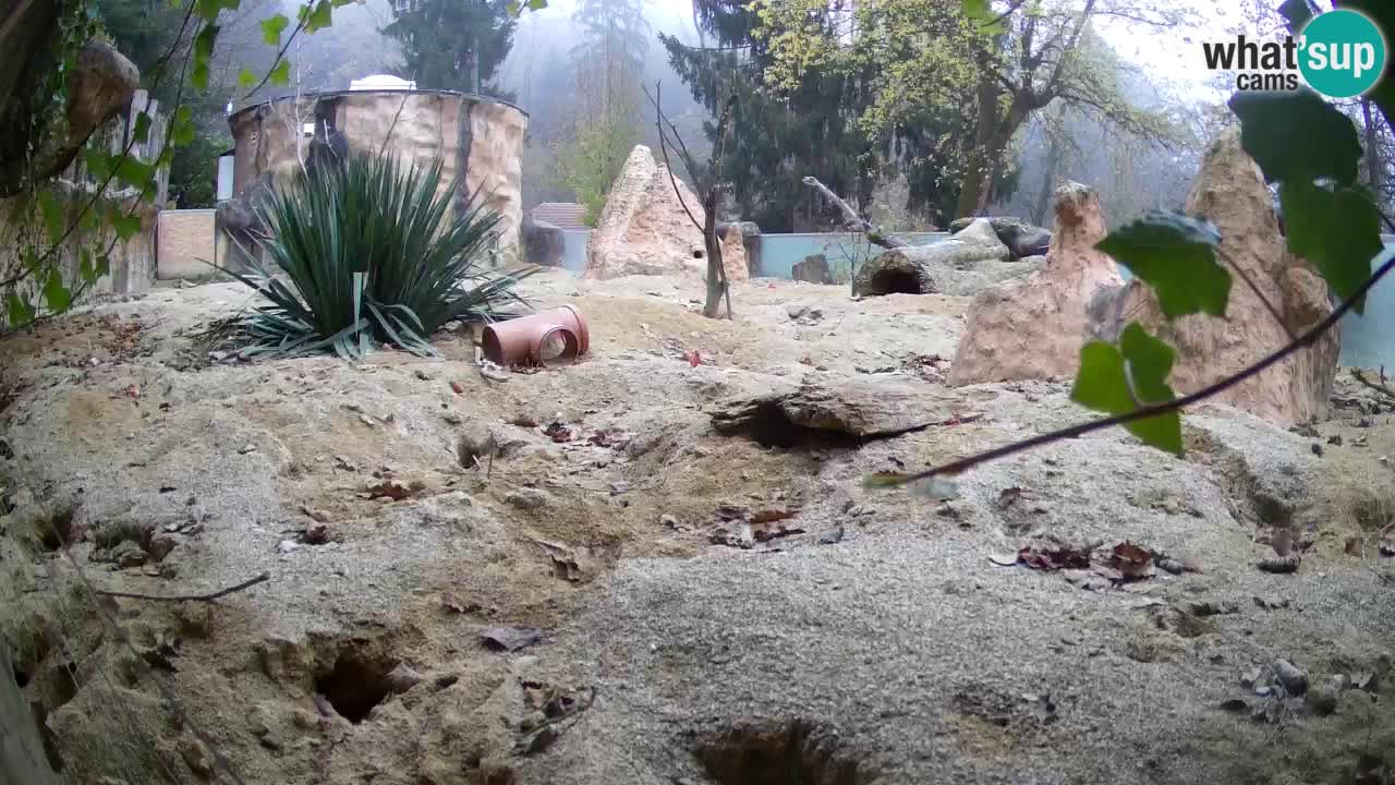 Live cam Zoo Ljubljana – Erdmännchen