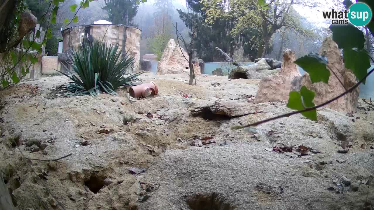 Webcam live Zoo Ljubljana – Suricata