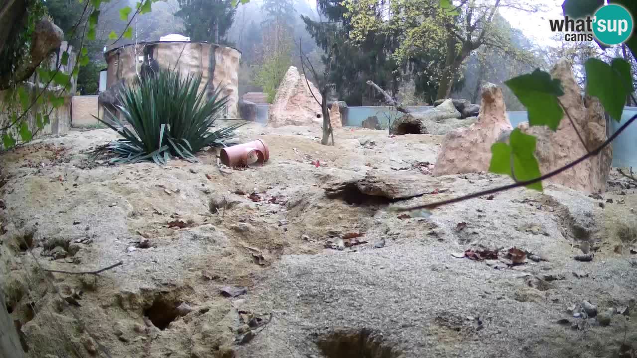 Webcam Zoo Ljubljana – Suricate