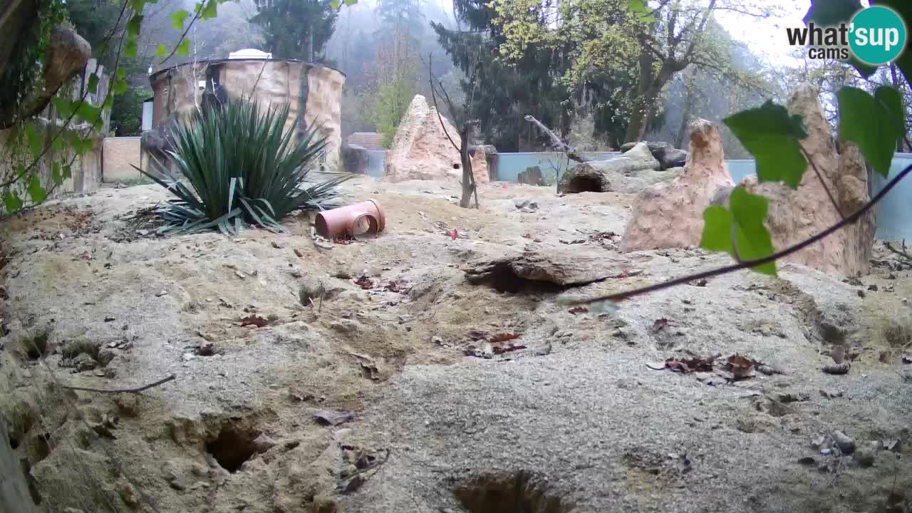 Live cam Zoo Ljubljana – Erdmännchen