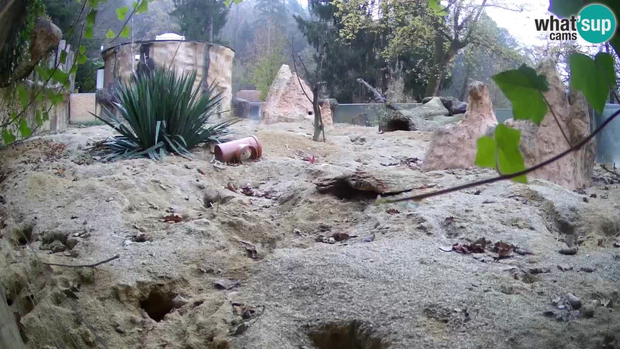 Live cam Zoo Ljubljana – Erdmännchen