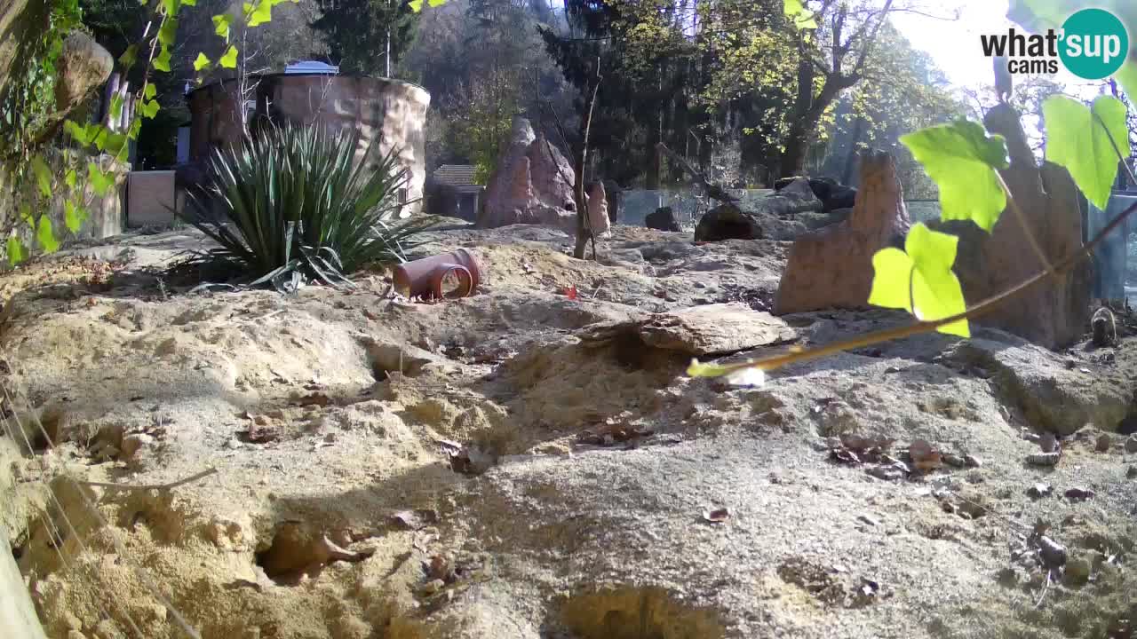 Zoo Ljubljana – Meerkat (Suricata)