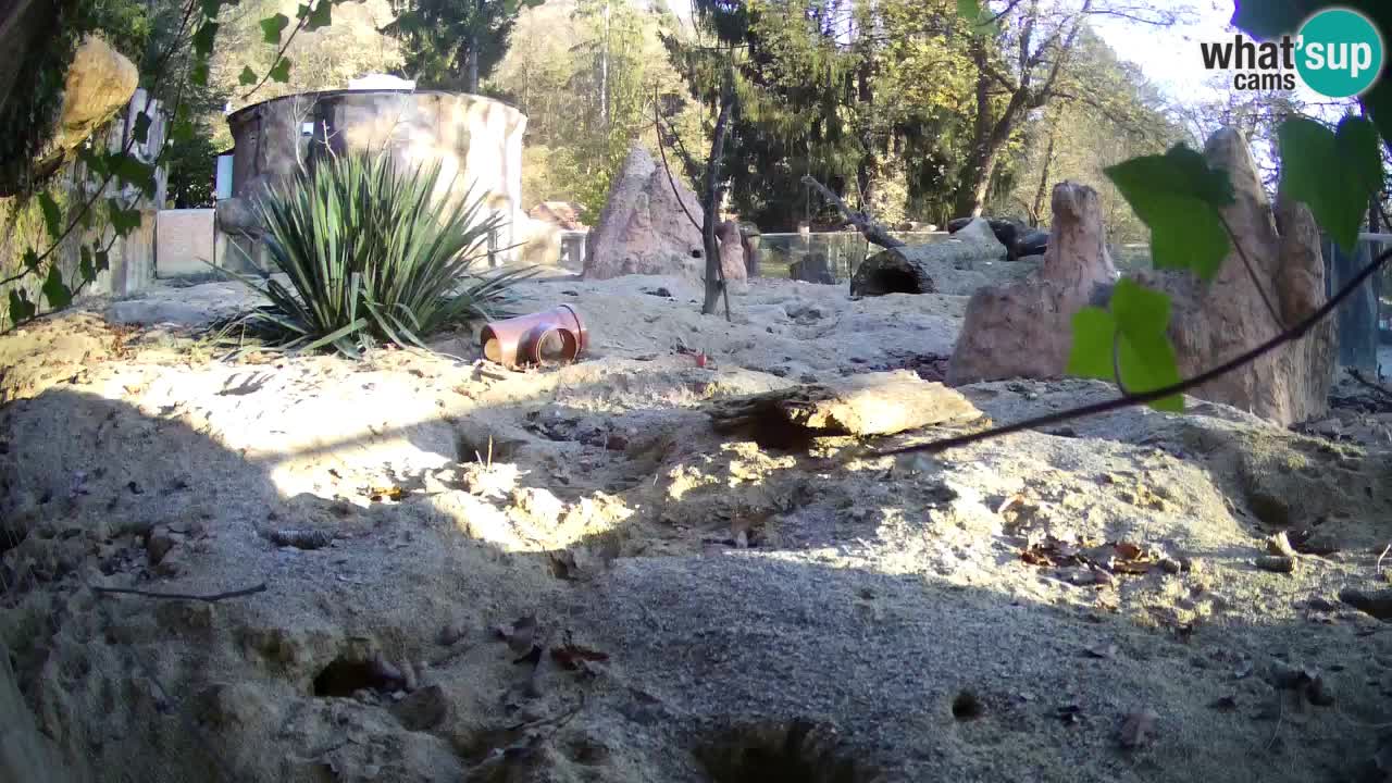 Webcam live Zoo Ljubljana – Suricata